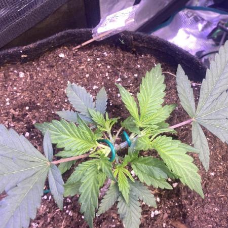 Mazar Kush - World Of Seeds