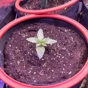 Zamnesia - Hindu Kush - Landrace - Fem