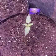 Eternity Growcup 2026 - Sticky Broccoli