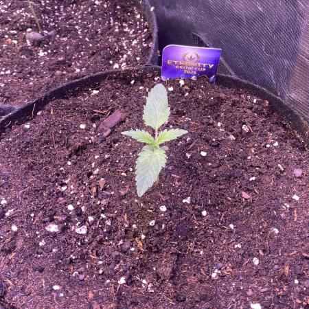 Eternity Growcup 2026 - Sticky Broccoli