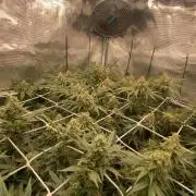 Blue Dream - Barneys farm - FC3000evo