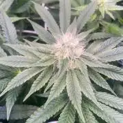6 STRAINS, 7 PLANTS - SCROG - BIOTABS