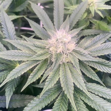 6 STRAINS, 7 PLANTS - SCROG - BIOTABS