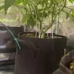 Orange Budd 2.0 by Dutch Passion