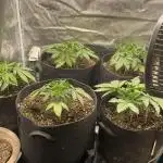 Blue Dream - Barneys farm - FC3000evo