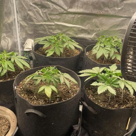 Blue Dream - Barneys farm - FC3000evo