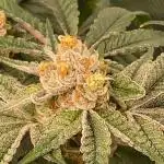 Orange Budd 2.0 by Dutch Passion