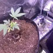 Mazar Kush - World Of Seeds