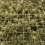 Blue Dream - Barneys farm - FC3000evo