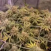Blue Dream - Barneys farm - FC3000evo