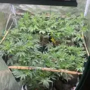 Blue Dream - Barneys farm - FC3000evo