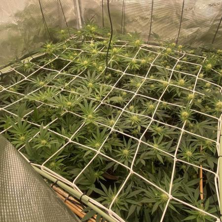 Blue Dream - Barneys farm - FC3000evo