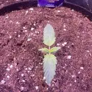 Eternity Growcup 2026 - Sticky Broccoli