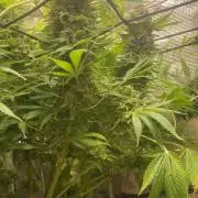 Mazar Kush - World Of Seeds