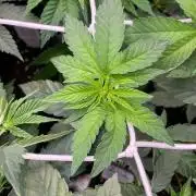 Z42 - Fastbuds - Biotabs