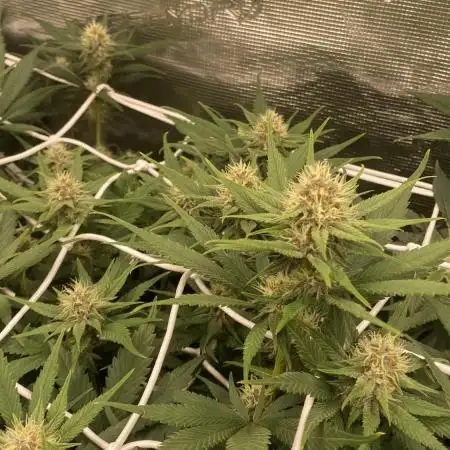 Forbidden Mochi Fem by SeedStockers