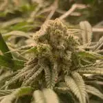 Granny’s Home by Seedstockers