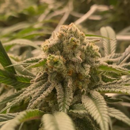 Granny’s Home by Seedstockers