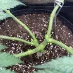 Blue Dream - Barneys farm - FC3000evo