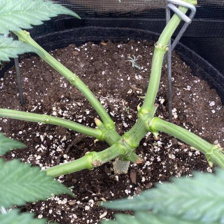 Blue Dream - Barneys farm - FC3000evo