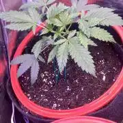 Mazar Kush - World Of Seeds