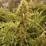 Mentha De Croco - TerpyZ. Mutant