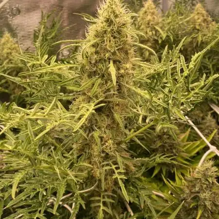 Mentha De Croco - TerpyZ. Mutant