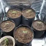 Blue Dream - Barneys farm - FC3000evo