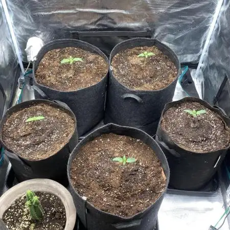 Blue Dream - Barneys farm - FC3000evo