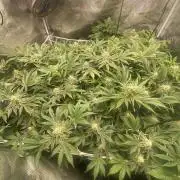 6 STRAINS, 7 PLANTS - SCROG - BIOTABS