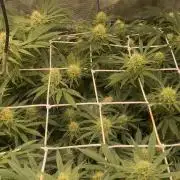 Blue Dream - Barneys farm - FC3000evo