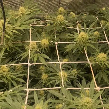 Blue Dream - Barneys farm - FC3000evo