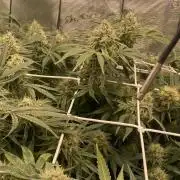 Blue Dream - Barneys farm - FC3000evo