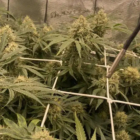 Blue Dream - Barneys farm - FC3000evo