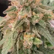 Blue Dream - Barneys farm - FC3000evo