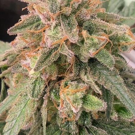 Blue Dream - Barneys farm - FC3000evo