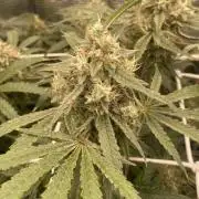 Blue Dream - Barneys farm - FC3000evo