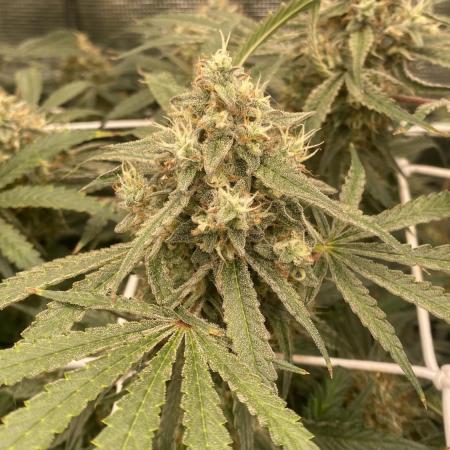 Blue Dream - Barneys farm - FC3000evo
