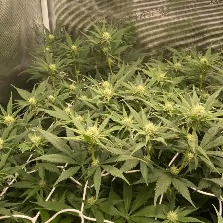 Forbidden Mochi Fem by SeedStockers
