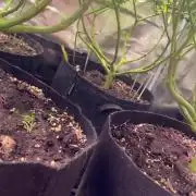 Blue Dream - Barneys farm - FC3000evo