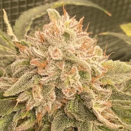 Blue Dream - Barneys farm - FC3000evo