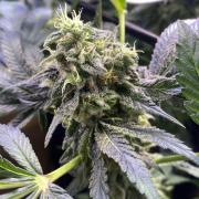Sticky Wasabi Triploid  Growers Choice
