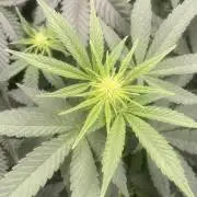 Blue Dream - Barneys farm - FC3000evo