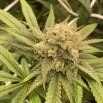 Granny’s Home by Seedstockers
