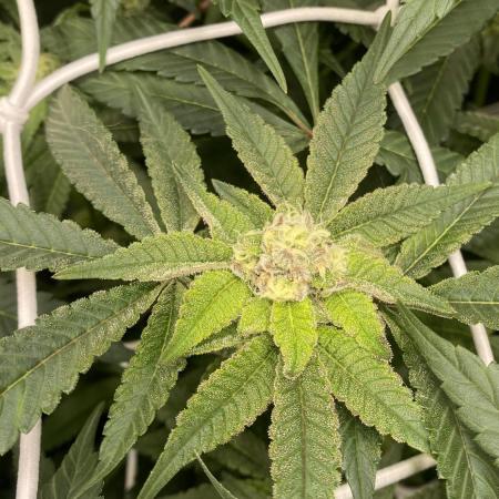 Orange Budd 2.0 by Dutch Passion