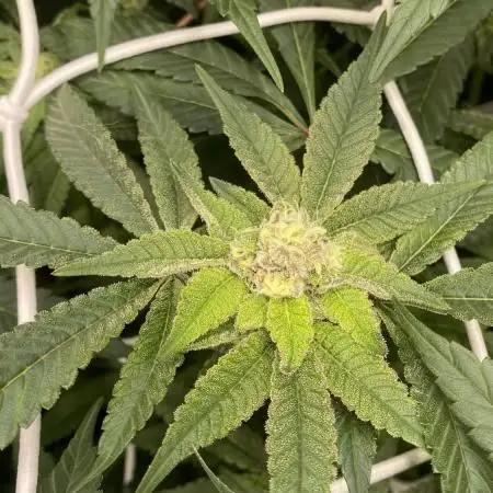 Orange Budd 2.0 by Dutch Passion