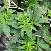 GC Sticky Wasabi Triploid Biotabs