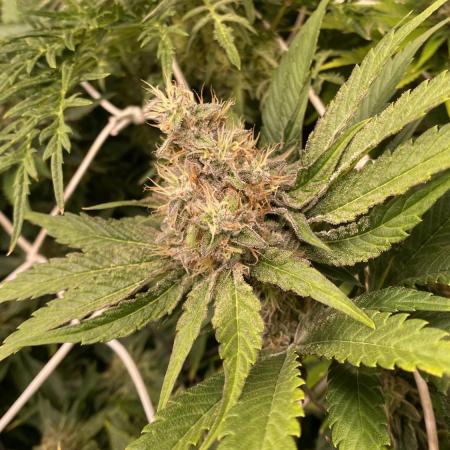 Papaya Frosting - Barneys Farm