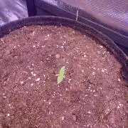 Tom Hills - Deep Chunk - reg photo