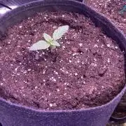 Zamnesia - Hindu Kush - Landrace - Fem